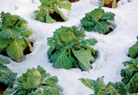 zelenina pod snehom