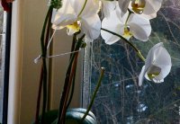 orchidea biela.jpg